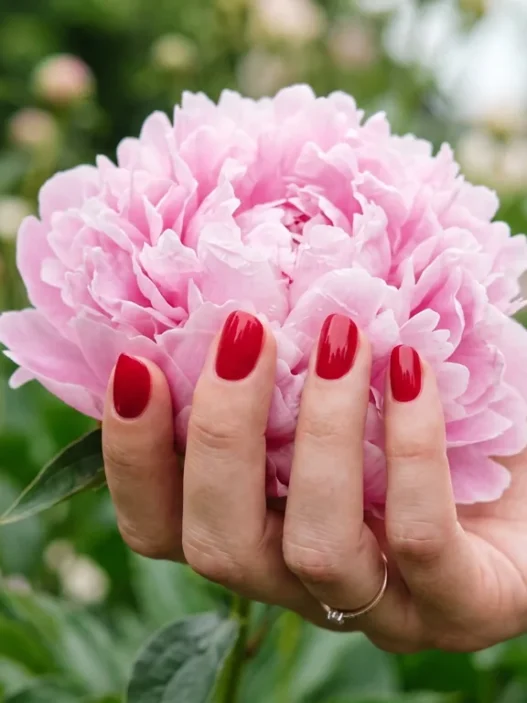 Manicured hand with soft cherry nail polish cradling a single peony bloom in natural daylight