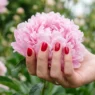 Manicured hand with soft cherry nail polish cradling a single peony bloom in natural daylight