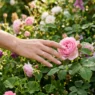 Manicured hand with spring nail polish reaching toward fresh flower bloom in garden setting