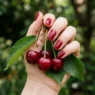 Close-up of a hand holding a red cherry cluster with shiny cherry-red gel nails visible against a blurred garden background
